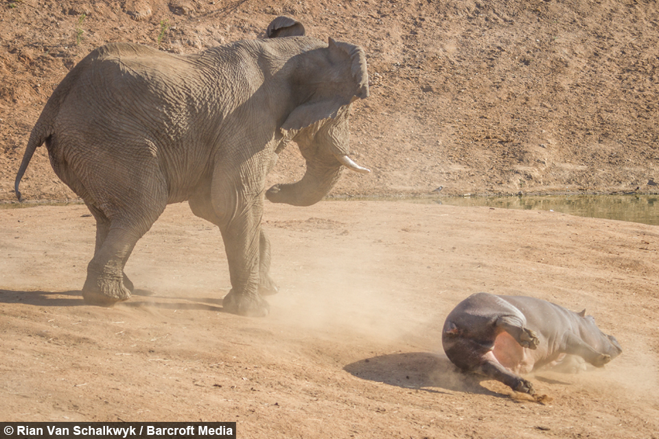 Elephant vs Hippo