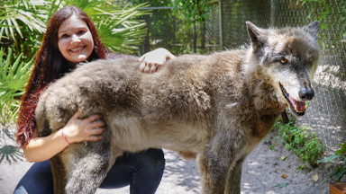 giant wolfdog