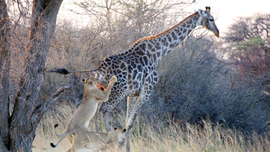 It's A Tall Order! Lone Lioness Struggles to Kill Giraffe