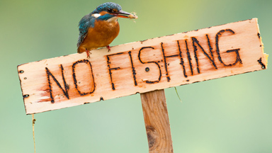 Gone Fishin'? Unruly kingfisher breaks the rules