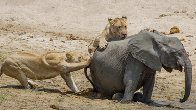 Troubled Waters: Baby Elephant Attacked By Lions In River Crossing