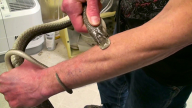 Venom Man: Snake Enthusiast Takes Back To Back Bites To Prove He Is Immune To Deadly Toxins