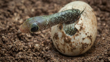 Coming Out Of Its Shell: Baby Rat Snake Emerges From Its Egg