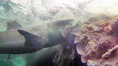 Sharks Feast On Massive Whale Carcass