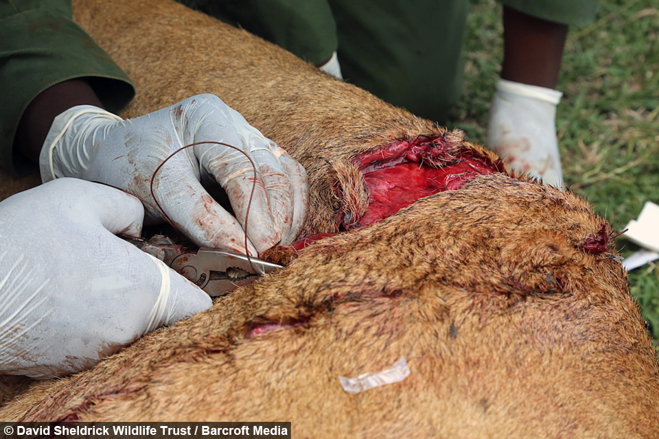 Lioness Gored by Buffalo
