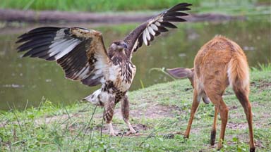 Face Off: Adolescent Eagle Chases Away Deer