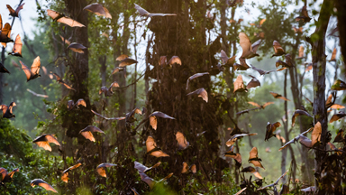 Bat's Incredible: Millions Of Bats Flock Across Africa For Annual Migration