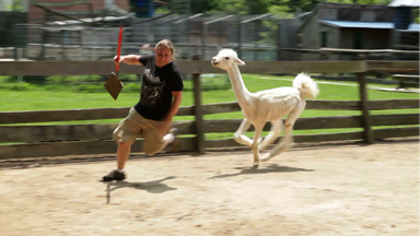 Llama Rama Ding Dong!