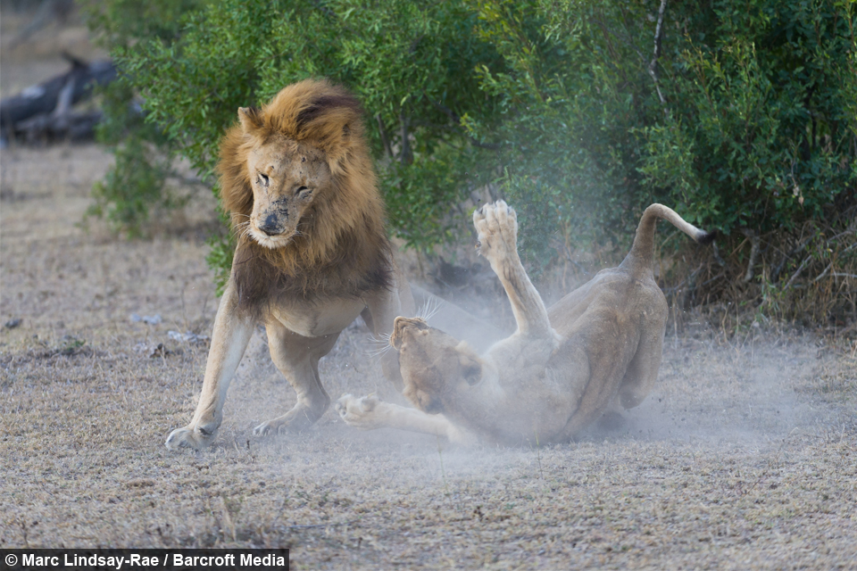 Lions Spotted Fighting In Kruger National Park