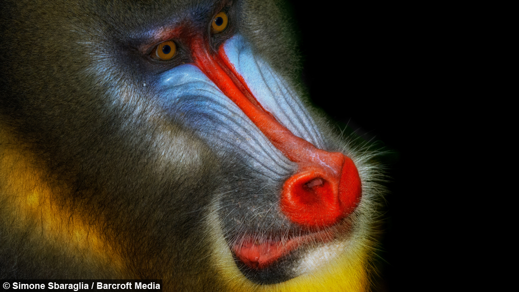 Chasing Mandrills In Gabon Up Close And Personal With The