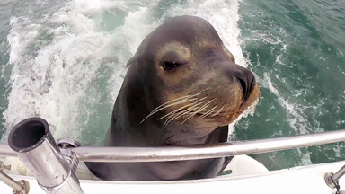 Dinner Time: Hungry Sea Lion Boards Boat For Fish Supper