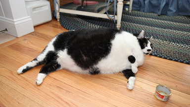 Could this be the USA's fattest cat?