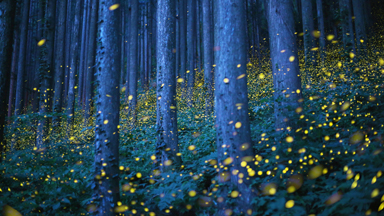 Enchanted Forest: Fireflies Create Magical Spectacle In Japan