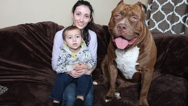 Monster Pit Bulls: Three-Year-Old Plays With Super-Sized Dogs