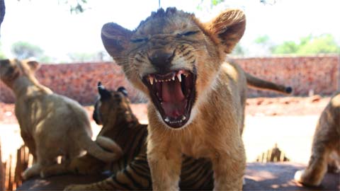 Cub buddies: baby hyena, tiger & lion are furry friends