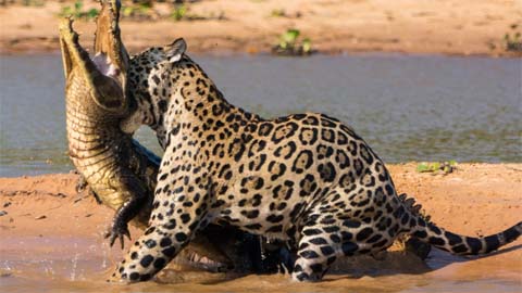 Snap Unhappy: Jaguar Ambushes Caiman Croc