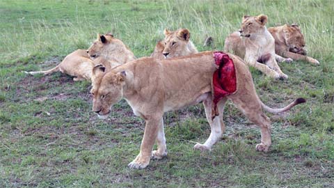 A roar-y, gory story: Lioness Gored By Buffalo
