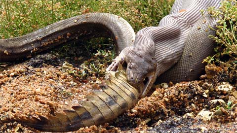 You're hiss-tory: snake swallows crocodile whole