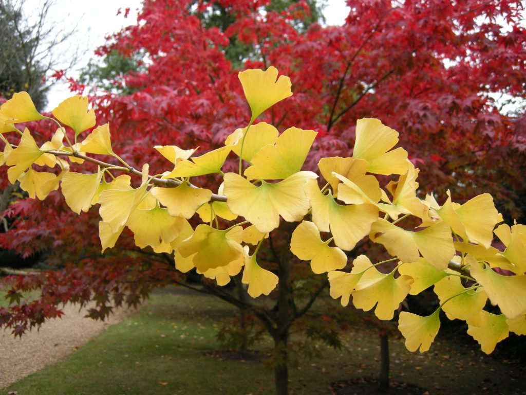The butter- yellow of the Ginkgo biloba provides a strong contrast against the reds of the Acer palmatum ‘Osakazuki’.