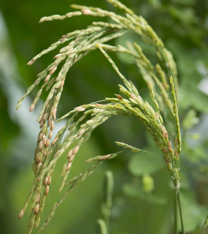 Plant Science Talks