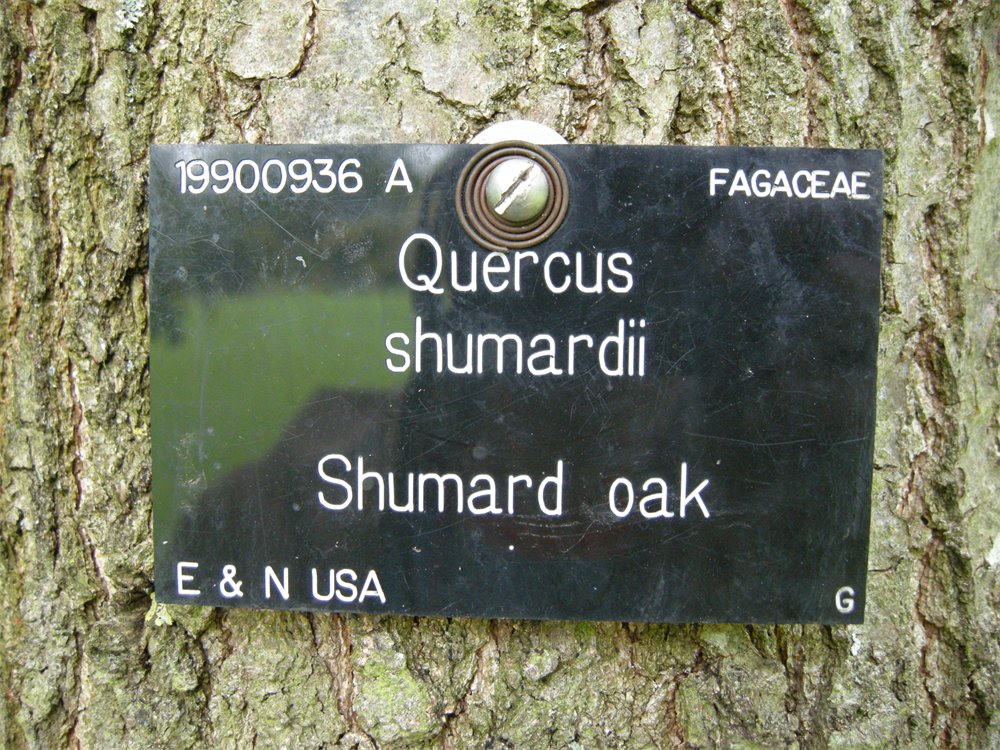 A Cambridge University Botanic Garden Plant label