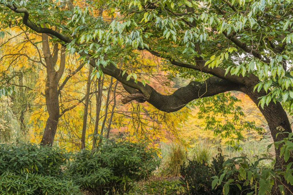 View of old tree, with yellow autumn leaves behind.