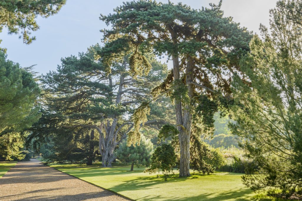 Monumental Pinus trees flanking the Main Walk.