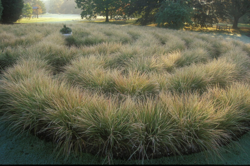 The grass maze in a celtic design.