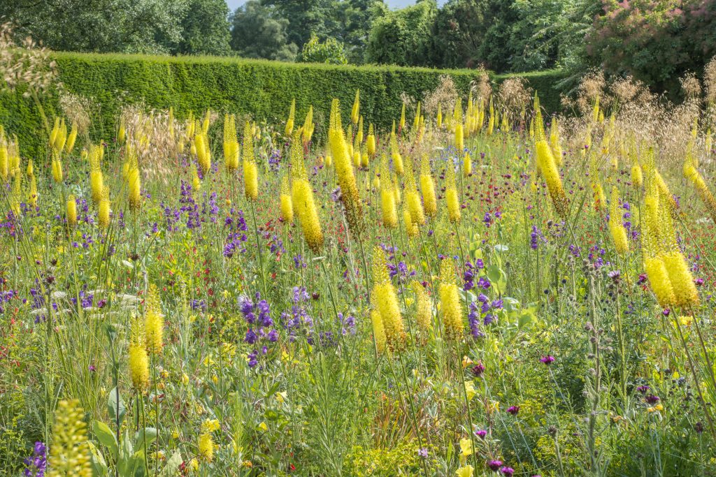The Dry Meadow at Cory Lodge with yellow and purple blooms.