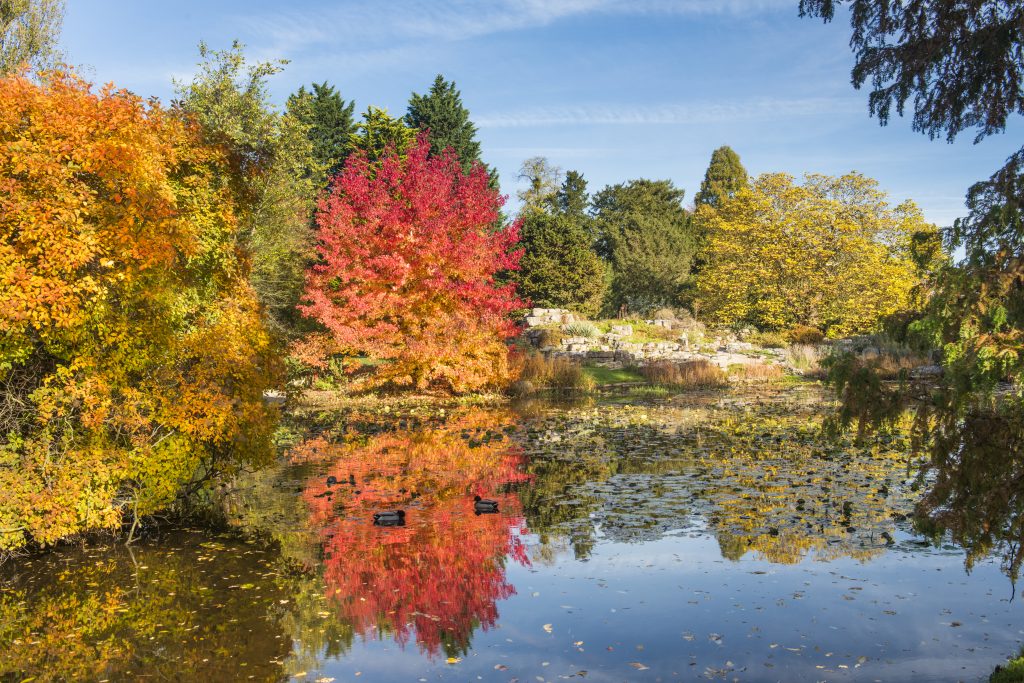 Liquidambar styraciflua 'Worplesdon'. A red and orange tree on the edge of the Lake.
