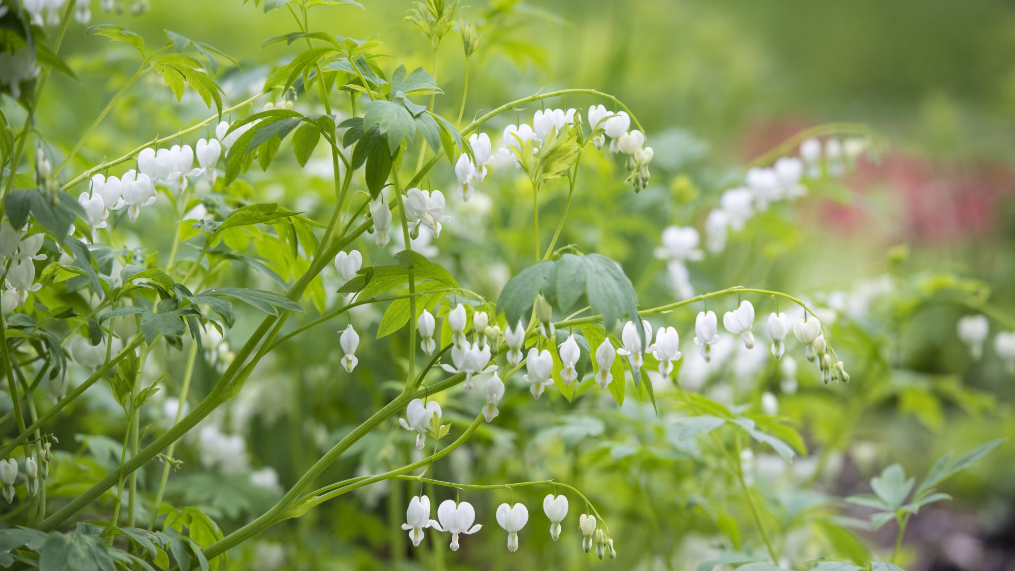 Lamprocapnos spectabilis 'Alba'