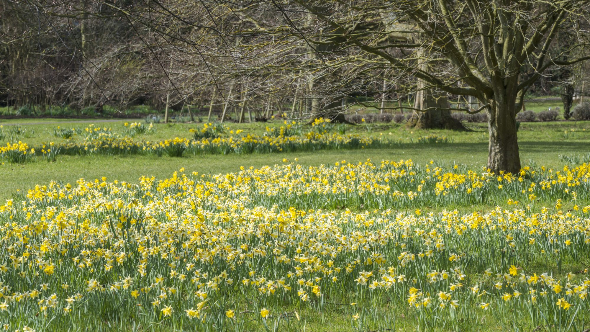 Drifts of yellow daffodils naturalised in grass amongst trees