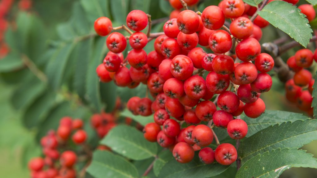 Native Sorbus - Cambridge University Botanic Garden