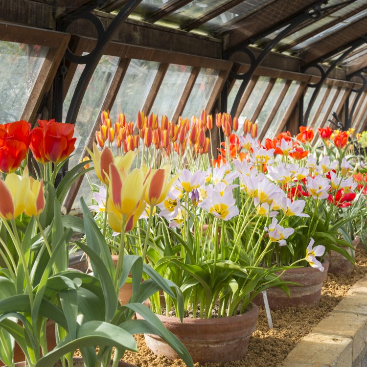 Our species of tulips are in flower