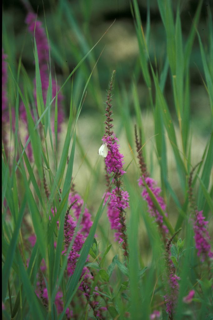 Purple Lythrum salicaria with a white butterfly resting on the flower.