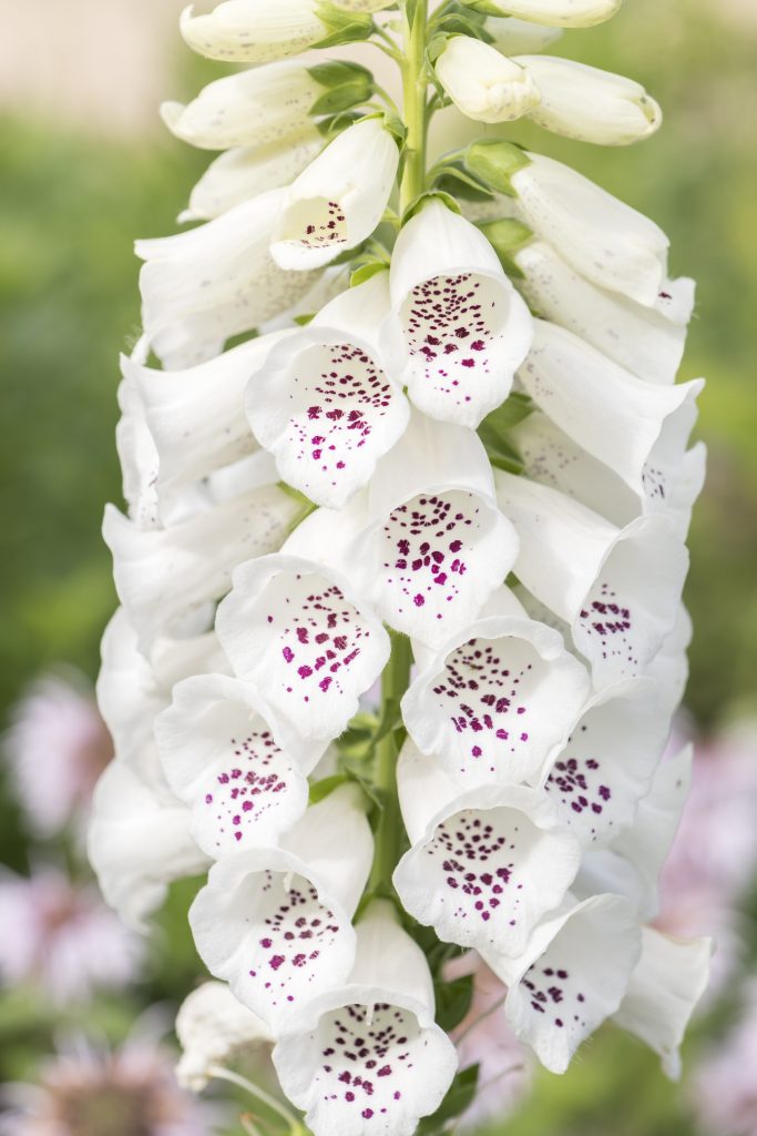 A white foxglove (Digitalis purpurea).