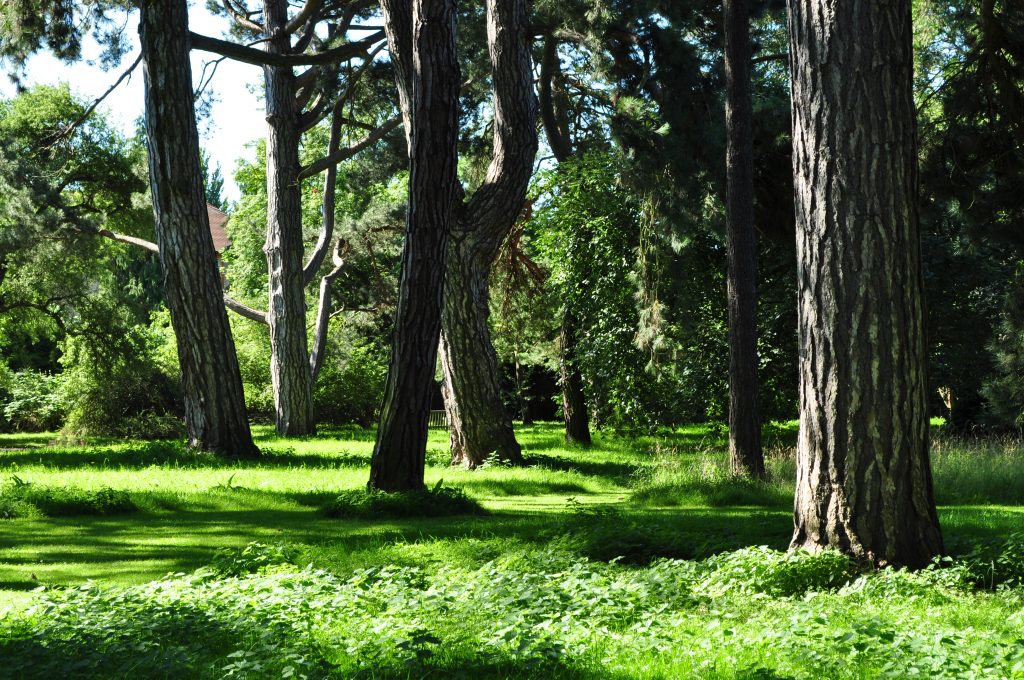 Old Pinetum. Dappled sunlight streaming through old trees on to soft grass.