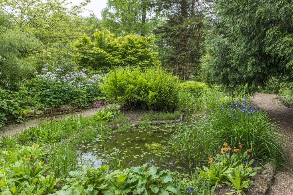 The Bog Garden is an oval pool surrounded by plants.