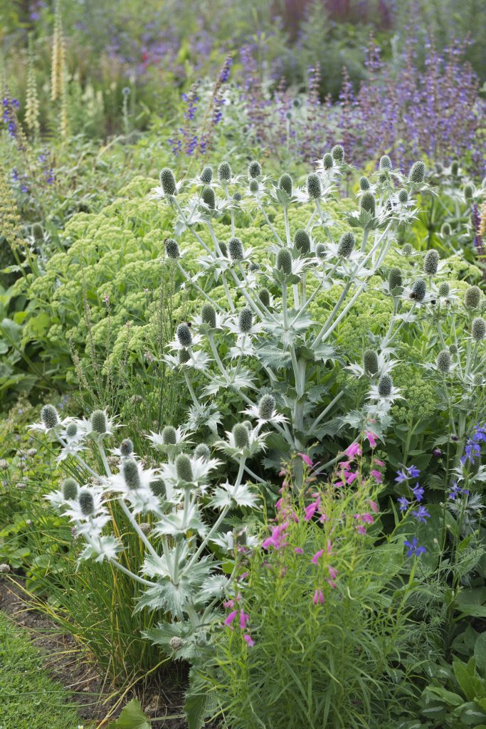 Eryngium giganteum Cambridge Botanic Garden