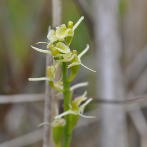 Conservation efforts brings back endangered orchid from extinction