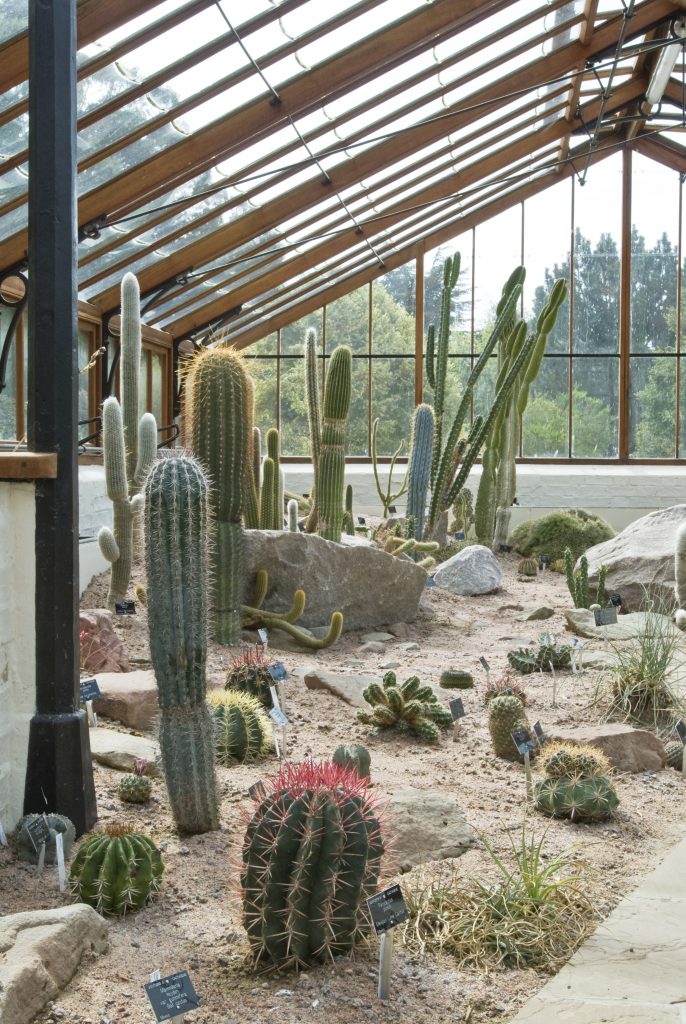 The Arid ands display, which consists of cacti and succulents.