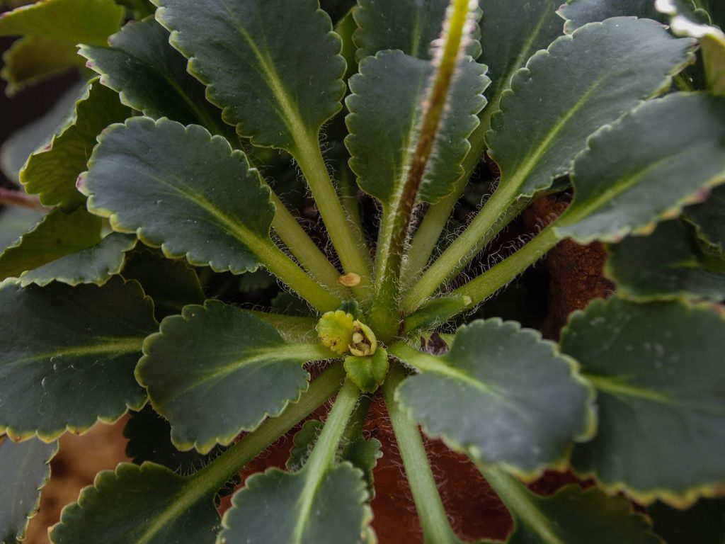 Saxifraga Umbrosa