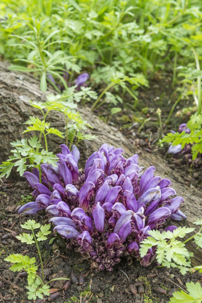 Unusual, textured, purple plant growing on bark.