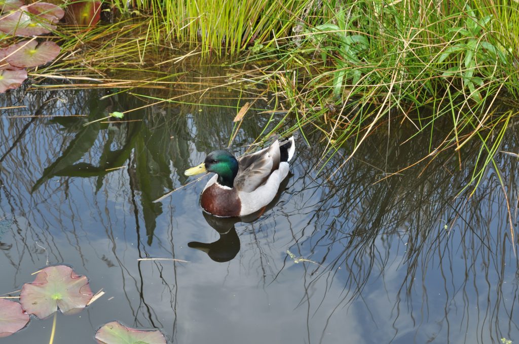 A mallard duck enjoying a swim in the Lake.
