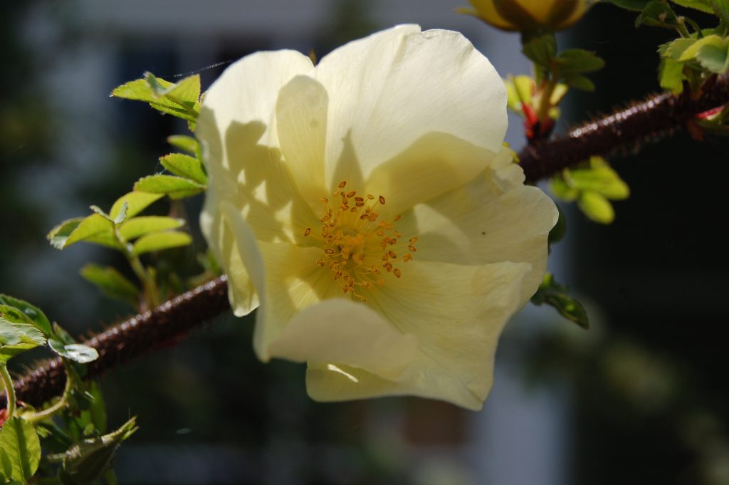 Rosa x pteragonis 'Cantabrigiensis'. Pale yellow rose.