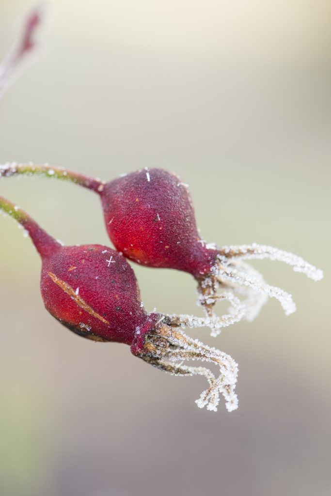Rosa 'Cantab'. Red buds covered in frost.