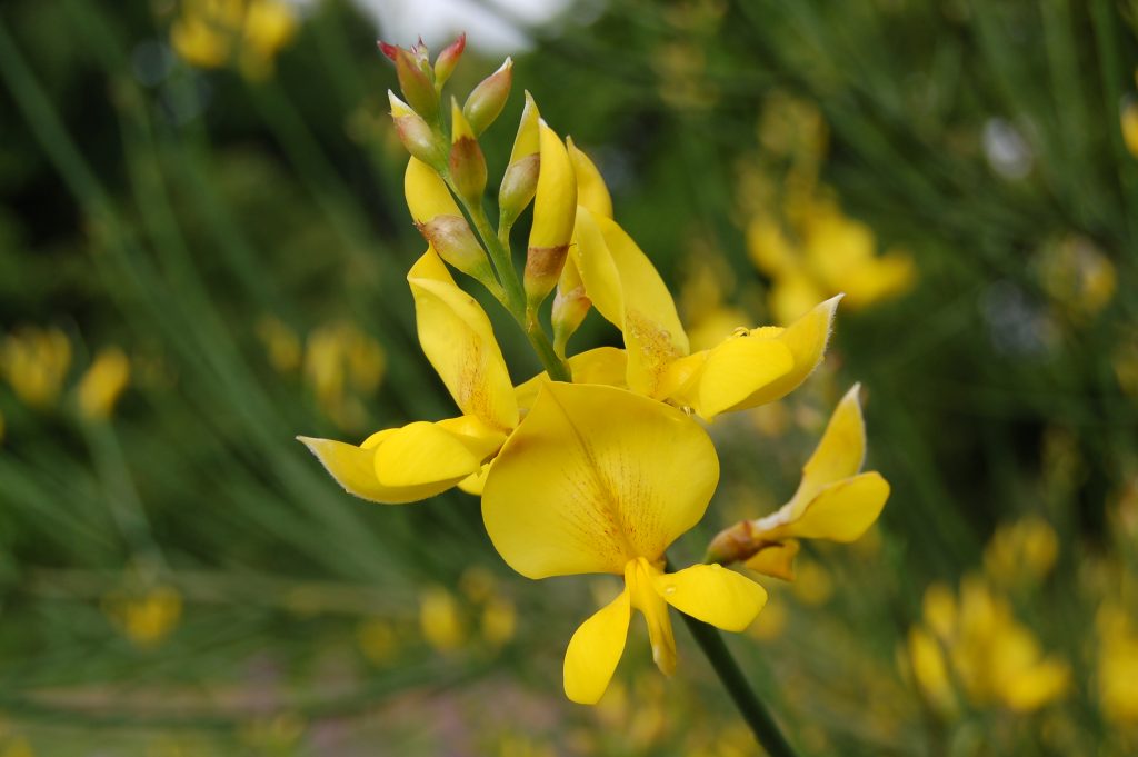 Spartium junceum. Yellow flower.