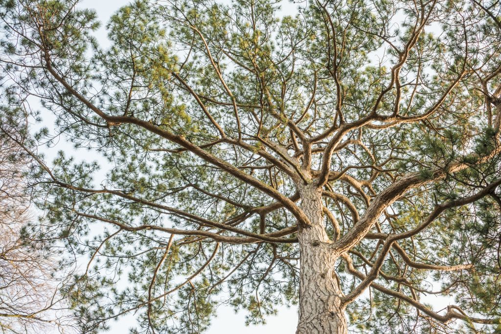 Pinus nigra ssp. salzmannii. View up the trunk from the ground.