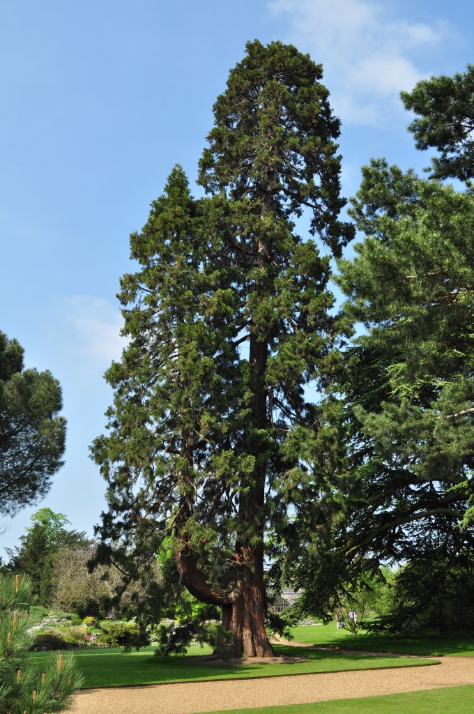 Sequoiadendron giganteum. A huge tree beside the Main Walk.