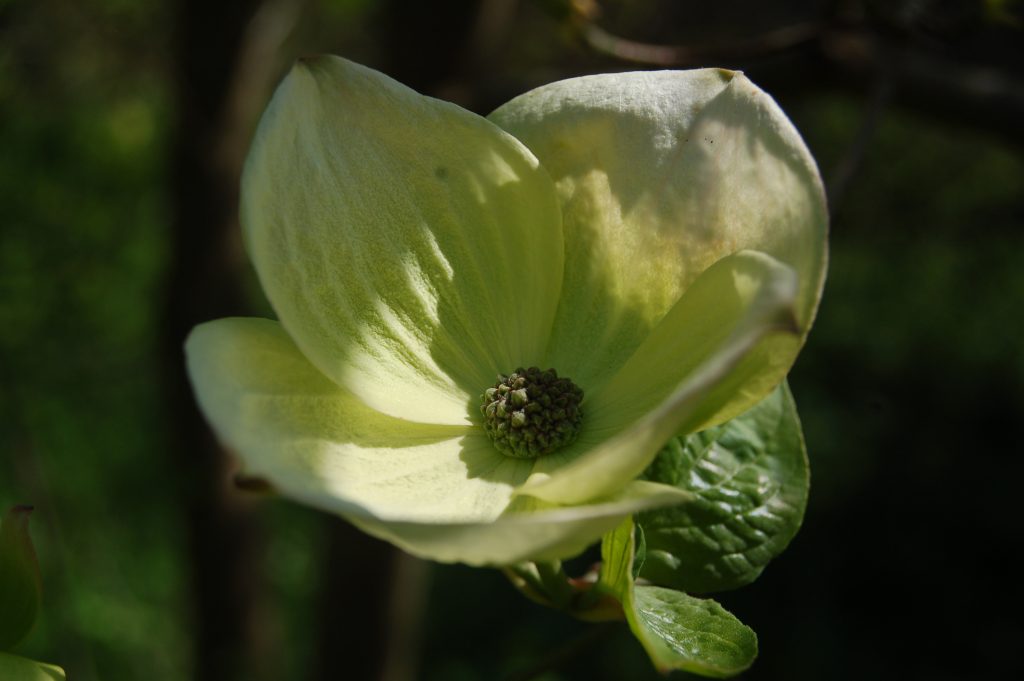 Cornus 'Eddie's White Wonder', a large white bloom.